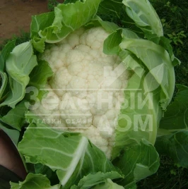 Семена капусты цветной Карневал F1 / Karneval F1, 65-75 дней купить оптом и в розницу в Украине по выгодной цене