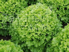 Насіння салату Роналі / Ronali купити оптом і в роздріб в Україні за вигідною ціною