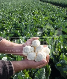 Семена капусты цветной Альтамира F1 / Altamira F1,86 дней купить оптом и в розницу в Украине по выгодной цене