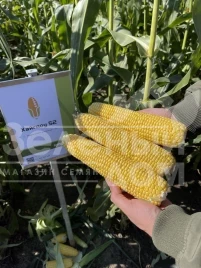 Семена кукурузы Хайглоу F1 / Highglow F1 купить оптом и в розницу в Украине по выгодной цене