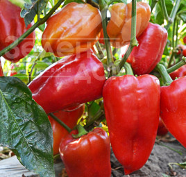 Насіння солодкого перцю ЛС 1204 F1 / LS 1204 F1,55-60 днів купити оптом і в роздріб в Україні за вигідною ціною