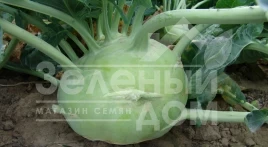 Семена капусты кольраби Гигант / Gigant,130-150 дней купить оптом и в розницу в Украине по выгодной цене