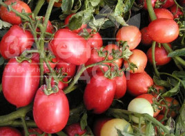 Насіння томатів Семапрім F1 / Semaprim F1,70-80 днів купити оптом і в роздріб в Україні за вигідною ціною