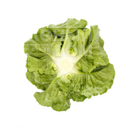 Насіння салату Тацитус / Tacitus купити оптом і в роздріб в Україні за вигідною ціною