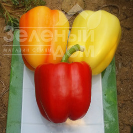 Насіння солодкого перцю Салана F1 / Salana F1, 55-60 днів купити оптом і в роздріб в Україні за вигідною ціною