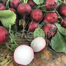 Семена редиса Марвел F1 / Marvel F1 купить оптом и в розницу в Украине по выгодной цене