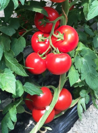 Насіння томатів Аламіна F1 / Alamina F1,105-115 днів купити оптом і в роздріб в Україні за вигідною ціною