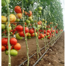 Насіння томатів Ігідо F1 / Yigido F1,110-115 днів купити оптом і в роздріб в Україні за вигідною ціною