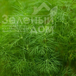 Насіння кропу Амброзія / Ambrosia купити оптом і в роздріб в Україні за вигідною ціною