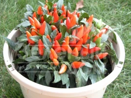 Семена горького перца Оранета / Oraneta купить оптом и в розницу в Украине по выгодной цене