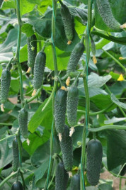 Насіння огірків Капрікорн F1 / Kaprikorn F1,32-35 днів купити оптом і в роздріб в Україні за вигідною ціною