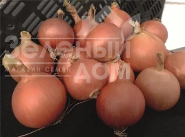 Лук репчатый Пантано F1 / Pantano F1 купить оптом и в розницу в Украине по выгодной цене