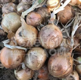 Лук репчатый ЦРХ 2301 F1 / CRX 2301 F1 купить оптом и в розницу в Украине по выгодной цене