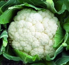 Семена капусты цветной Форталеза F1 / Fortaleza F1,75-80 дней купить оптом и в розницу в Украине по выгодной цене