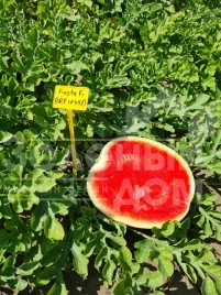 Семена арбуза Фиеста F1 /  Fiesta F1 (CRX 10491), 55 дней купить оптом и в розницу в Украине по выгодной цене