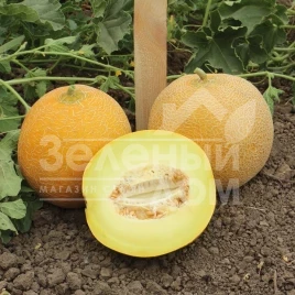 Семена дыни Ванда F1 (КС 517 F1) / Vanda F1 (KS 517 F1), 55-60 дней купить оптом и в розницу в Украине по выгодной цене