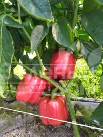 Семена сладкого перца Аида F1 / Aida F1, 60 дней купить оптом и в розницу в Украине по выгодной цене