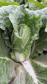 Семена капусты пекинской Пикалина F1 / Pikalina F1, 65-70 дней купить оптом и в розницу в Украине по выгодной цене