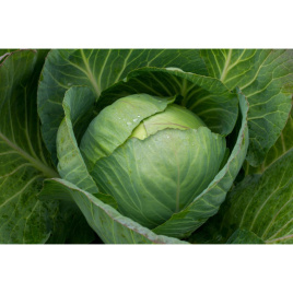 Насіння капусти білокачанної Кіластрес F1 / Kilastres F1,120-125 днів купити оптом і в роздріб в Україні за вигідною ціною