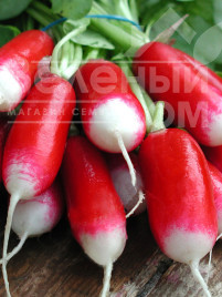 Насіння редису Слована / Slovana,32-35 днів купити оптом і в роздріб в Україні за вигідною ціною