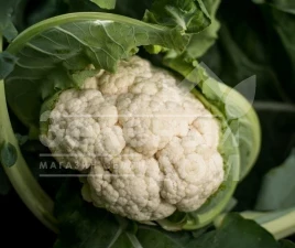 Семена капусты цветной Илькар F1 / Ilkar F1,65-70 дней купить оптом и в розницу в Украине по выгодной цене