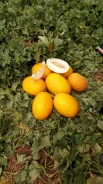 Семена дыни Каррера F1 / Karrera F1, 80-85 дней купить оптом и в розницу в Украине по выгодной цене