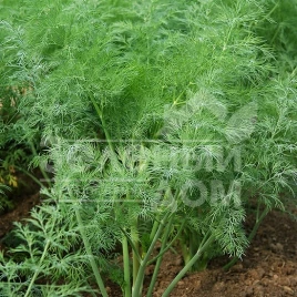 Семена укропа Дилл Компакт / Dill Compact, 50-55 дней купить оптом и в розницу в Украине по выгодной цене