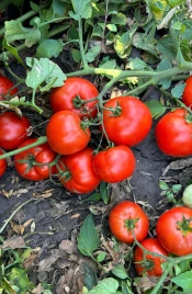 Семена томатов Климон F1 / Klimon F1, 67-72 дней купить оптом и в розницу в Украине по выгодной цене