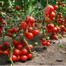 Насіння томатів Карла / Carla,70-80 днів купити оптом і в роздріб в Україні за вигідною ціною