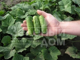 Семена огурцов Ивонна F1 / Ivonna F1 купить оптом и в розницу в Украине по выгодной цене