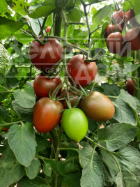 Насіння томатів Даркміко F1 / Darkmiko F1 купити оптом і в роздріб в Україні за вигідною ціною