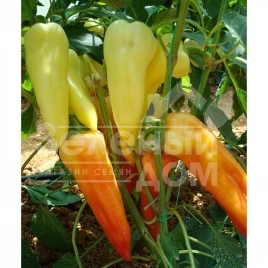 Семена сладкого перца Аккорд F1 / Accord F1,65-70 дней купить оптом и в розницу в Украине по выгодной цене