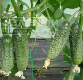 Семена огурцов Зузана F1 / Zuzana F1, 35-45 дней купить оптом и в розницу в Украине по выгодной цене