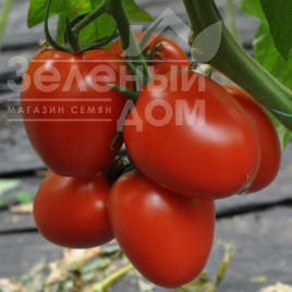 Насіння томатів Рева F1 / Reva F1,90-95 днів купити оптом і в роздріб в Україні за вигідною ціною