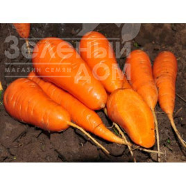 Насіння моркви Шантане Редкор / Shantane Redkor, 100 днів (GRIFFATON) купити оптом і в роздріб в Україні за вигідною ціною