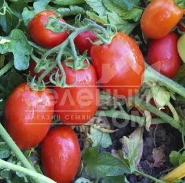 Семена томатов ЮГ 8168 F1 / UG 8168 F1,98 дней купить оптом и в розницу в Украине по выгодной цене