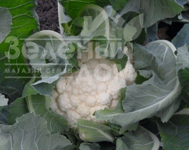 Насіння капусти цвітної Гудмен / Goodman,75 днів купити оптом і в роздріб в Україні за вигідною ціною