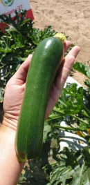 Насіння кабачків Далфер (INX 5289) F1 / Dalfer F1 купити оптом і в роздріб в Україні за вигідною ціною