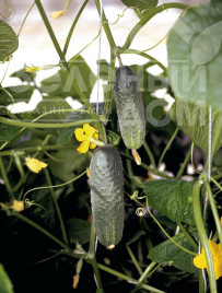 Насіння огірків Атлантіс F1 / Atlantis F1,42-45 днів купити оптом і в роздріб в Україні за вигідною ціною