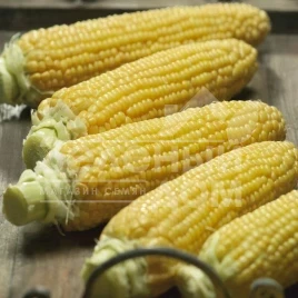 Семена кукурузы Густа F1 / Gusta F1,80-85 дней купить оптом и в розницу в Украине по выгодной цене