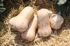 Семена тыквы Атлас F1 / Atlas F1,85-100 дней купить оптом и в розницу в Украине по выгодной цене