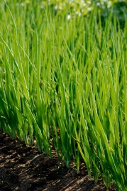 Лук на перо Кайгаро / Kaygaro,54 дня купить оптом и в розницу в Украине по выгодной цене