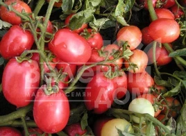 Семена томатов Семапил F1 / Semapil F1,80-90 дней купить оптом и в розницу в Украине по выгодной цене
