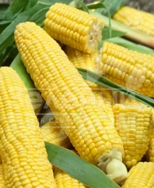 Семена кукурузы Лонга F1 / Longa F1,70-75 дней купить оптом и в розницу в Украине по выгодной цене