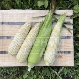 Семена кукурузы Вайт Туз F1 / White Tuz F1, 65-67 дней купить оптом и в розницу в Украине по выгодной цене