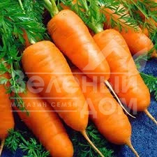 Семена моркови Шантане Красное Cердце / Shantane Krasnoe Serdtse,105-110 дней купить оптом и в розницу в Украине по выгодной цене