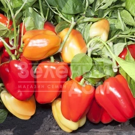 Семена сладкого перца КС 3115 F1 / KS 3115 F1 купить оптом и в розницу в Украине по выгодной цене