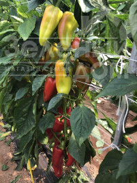 Насіння солодкого перцю ПЛА 18266 F1 / PLA 18266 F1, 60-65 днів купити оптом і в роздріб в Україні за вигідною ціною