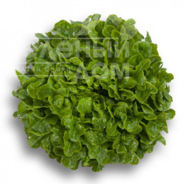 Насіння салату Гумбольдт / Humboldt купити оптом і в роздріб в Україні за вигідною ціною