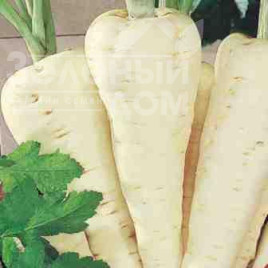 Насіння пастернаку Камо / Kamo,160-180 днів купити оптом і в роздріб в Україні за вигідною ціною